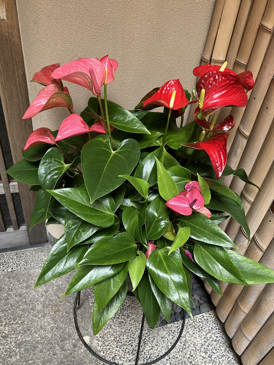 「のんちゃんのガーデニング」
竹垣通路の鉢植えが爽やかに「アンスリウム」にかわりました。