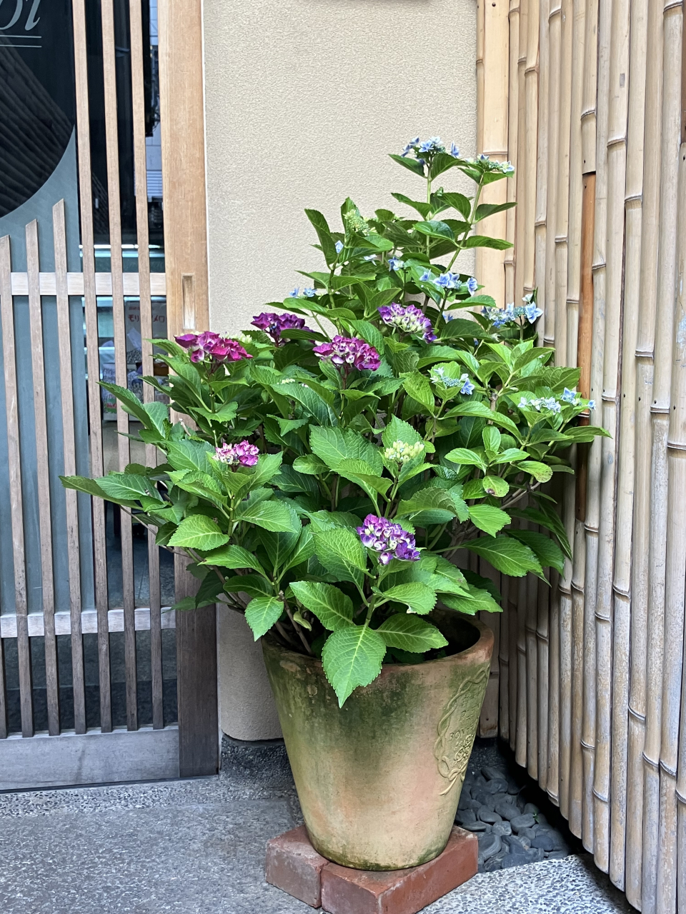 先日、6月のお花！紫陽花が玄関に届きました。梅雨時の季節のお花と喜んでいましたが、連日の夏日に驚きです。
